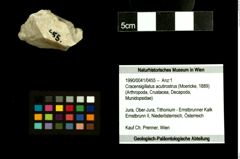 Foto (Objekt + Etiketten) von Cracensigillatus acutirostrus (Moericke, 1889) 